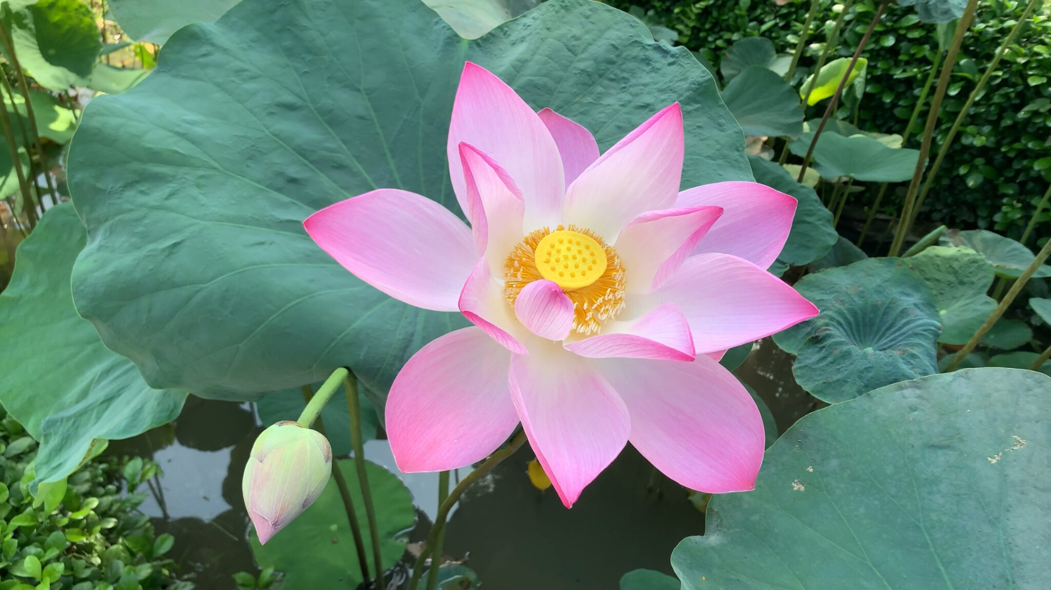 Pink lotus