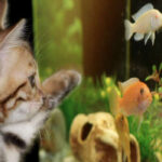 image of cat looking at fish in aquarium