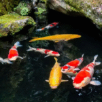 image of cat looking at fish in pond