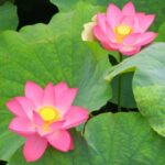 water garden lotus with leaves
