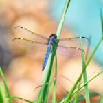 Dragonfly on a blade of grass