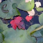 Fall leaves floating on pond
