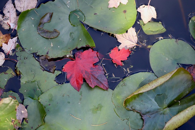 Fall leaves floating on pond