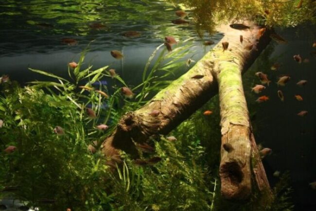 Fish swimming in plants Fish swimming through plants