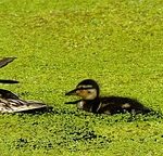 Mother duck and babies swimming in duckweed