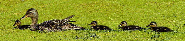 Mother duck and babies swimming in duckweed