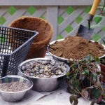 potting water lily plants