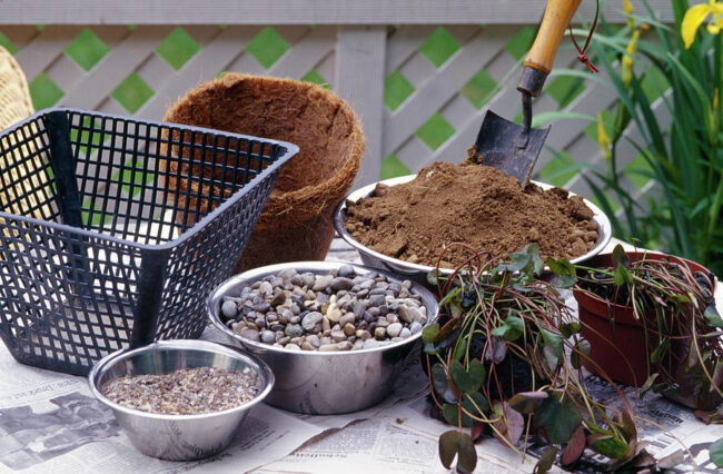 potting water lily plants