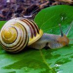 snail on green leaf