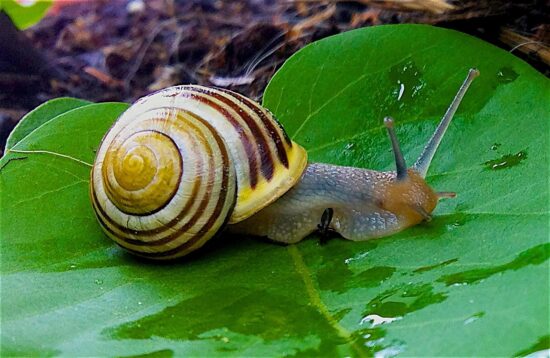 snail on green leaf