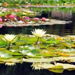 Water Lilies floating on a pond