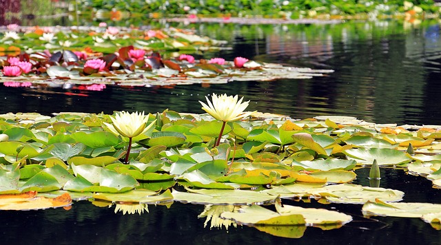 Water Lilies Water Lilies floating on a pond
