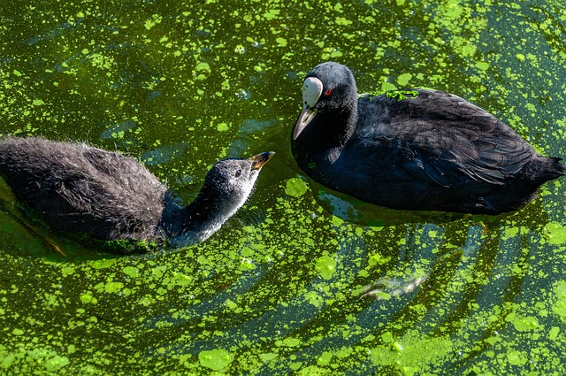 Algae Ducks swimming through Algae