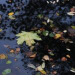 Fall leaves floating on the water