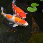 orange and white koi fish in pond