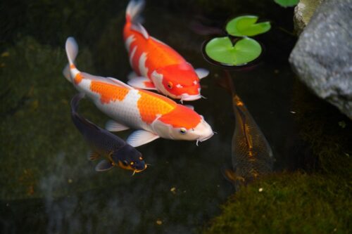 orange and white koi fish in pond