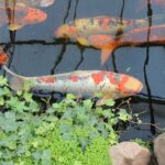Koi fish and plants in pond