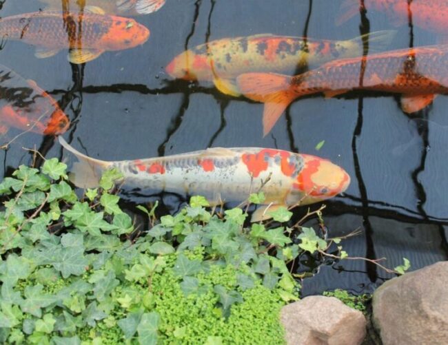 Koi fish and plants in pond