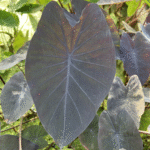 Large black heart shaped leaf