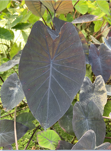 Large black heart shaped leaf