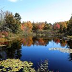 Pond surrounded by colorful trees