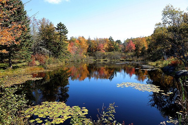 Pond surrounded by colorful trees