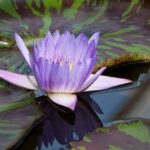 Blue flower with leaves that are green, spotted and striped with maroon