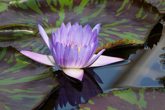 Blue flower with leaves that are green, spotted and striped with maroon
