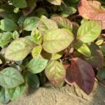 Plant with thickly stacked leaf cluster of green and red