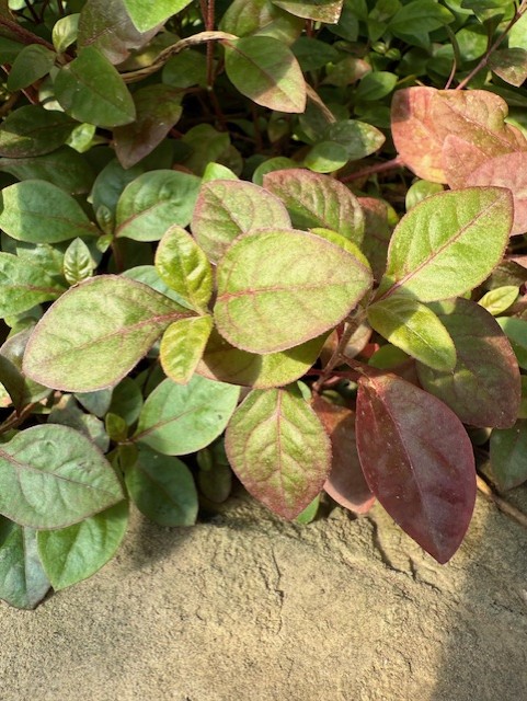 Plant with thickly stacked leaf cluster of green and red