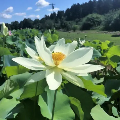 White Lotus flower with yellow center