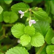Green leaves with ridges and a purple-blue flower