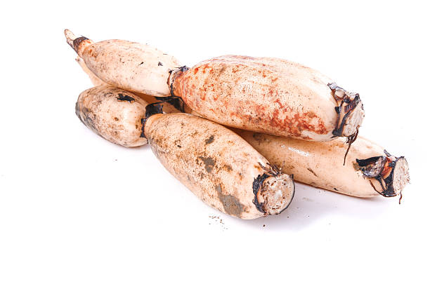 lotus rhizome with white background