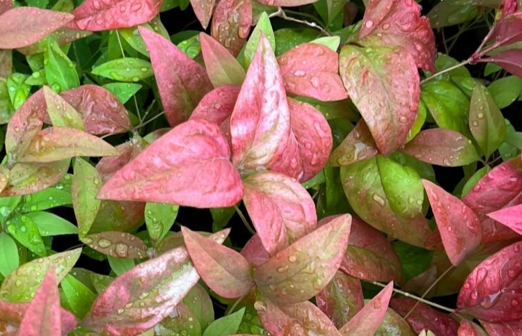 red rotala aquatic plant