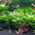 water wisteria in aquarium