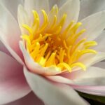 Soft pink and white flower with a yellow stamen