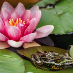 Hollandia Hardy Water Lily