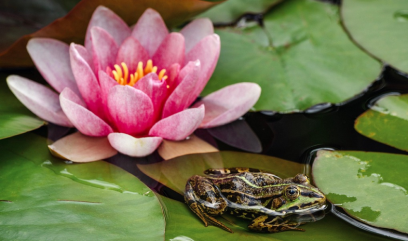 Hollandia Hardy Water Lily