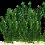 Dark green curved leaflets on long branching stem.