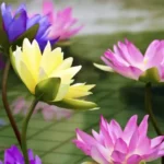 Yellow, red, and blue flowers raised above the water
