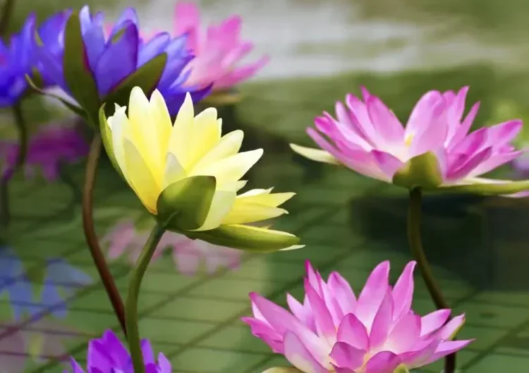 Night and Day Trio Yellow, red, and blue flowers raised above the water