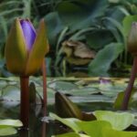 Lily buds in a pond
