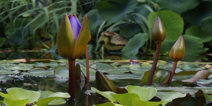Lily bud Lily buds in a pond