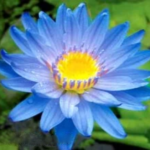 ‘Astraea’ Tropical Water Lily