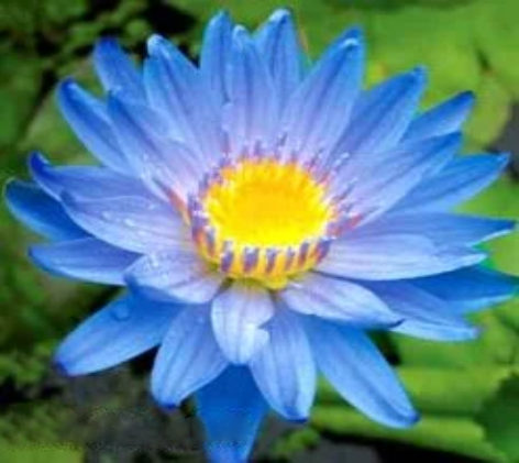 ‘Astraea’ Tropical Water Lily