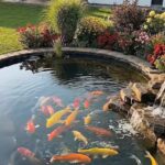 Pond with a rock boarder, waterfall, and colorful Koi fish