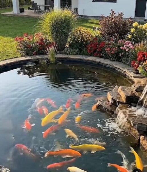 Koi Pond Pond with a rock boarder, waterfall, and colorful Koi fish