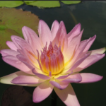 Flower with multiple pink petals with a yellow contrast