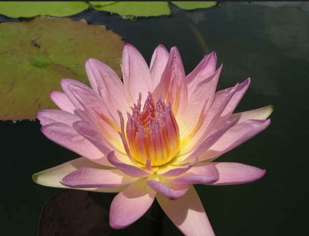Flower with multiple pink petals with a yellow contrast