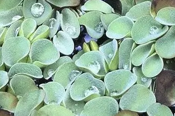 salvinia aquatic plant
